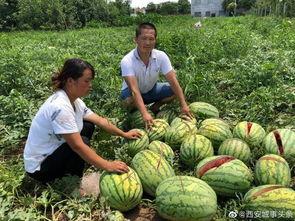 蓝田吃瓜事件视频播放下载,视频播放下载背后的热议与真相