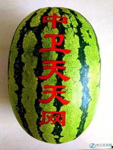 硒砂瓜能不能焖熟吃呢视频,美味焖熟，营养保留