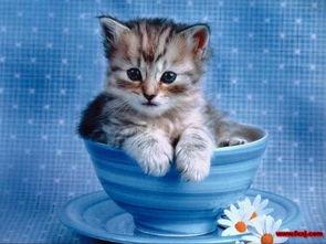 小猫可以吃瓜饼吗视频教程,猫咪美食新尝试