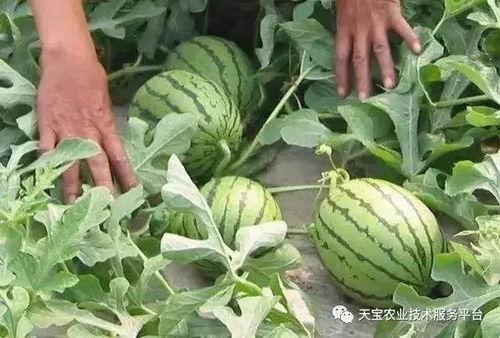 树下吃瓜最新视频大全,最新视频大全精彩瞬间大盘点