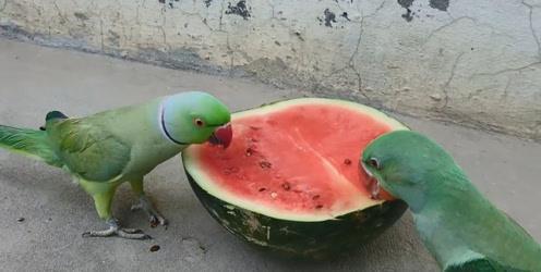 鹦鹉吃瓜视频全集,趣味视频全集精彩回顾