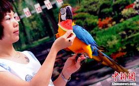 鹦鹉吃瓜视频全集,趣味视频全集精彩回顾