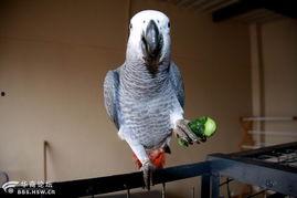 鹦鹉吃瓜视频全集,趣味视频全集精彩回顾