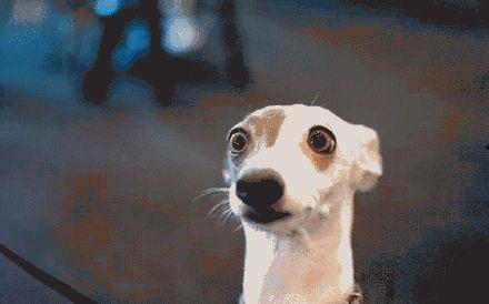 小狗吃瓜吐籽视频大全,小狗吃瓜吐籽萌态大盘点