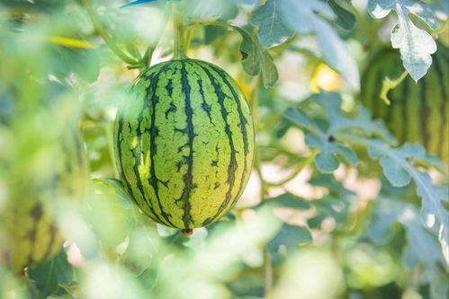 洋毛瓜怎么吃最好吃视频,视频教你如何吃出最佳口感