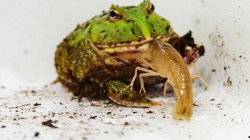 吃瓜蛙原视频,揭秘娱乐圈幕后真相，带你领略明星真实生活