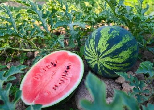 河南婚礼吃瓜视频大全,一场视觉与味蕾的双重盛宴