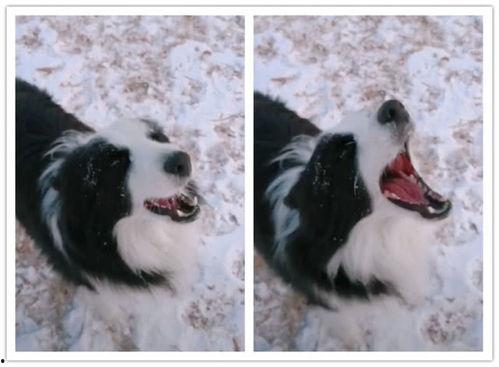 小边牧吃哈密瓜好吗视频