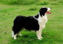 小边牧吃哈密瓜好吗视频