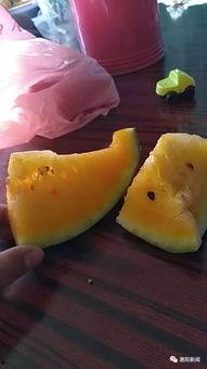 扫码吃瓜视频,吃瓜视频轻松享