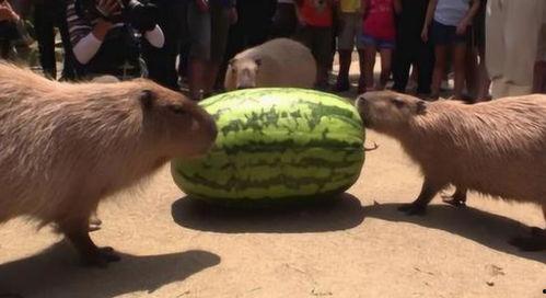 水豚吃瓜视频全集,趣味横生的全集回顾