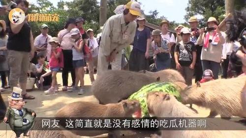 水豚吃瓜视频全集,趣味横生的全集回顾