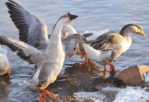 杀鹅吃瓜视频大全,杀鹅吃瓜视频大全集锦